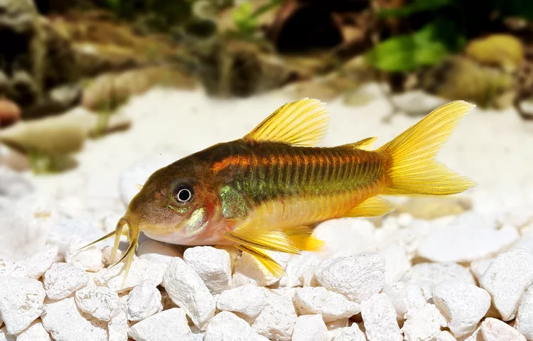 Orange Laser Cory